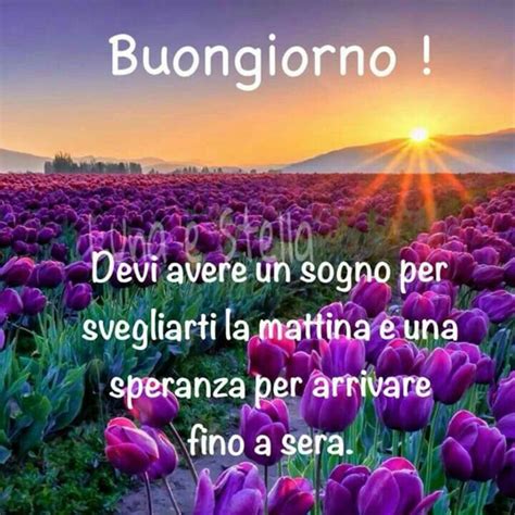 Le migliori immagini di fiori. Buongiorno con i fiori raccolta delle migliori immagini - Bgiorno.it