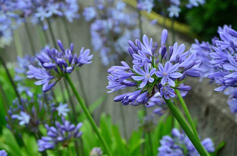 How To Plant Agapanthus Africanus African Blue Lily