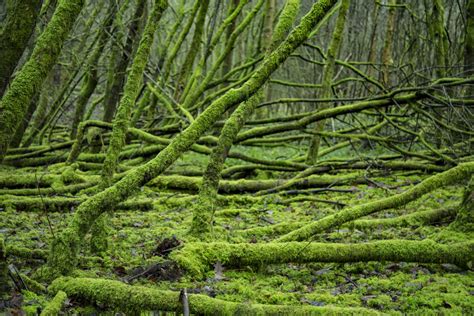 Trees Moss Wrapped Free Stock Photo Public Domain Pictures