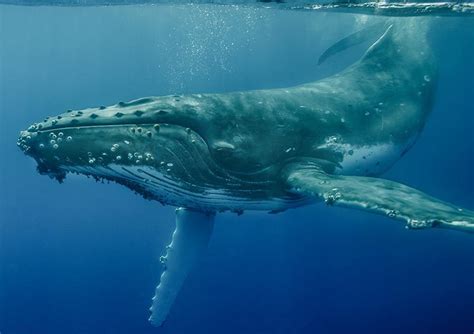 Humpback whale, hawaii whale, spotted on mauii, hawaii. Art Wolfe - Expedition zu den Buckelwalen - Holger Rüdel ...