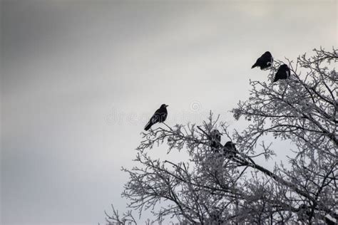 Ravens On Dry Branches Covered With Snow In Winter Stock Photo Image