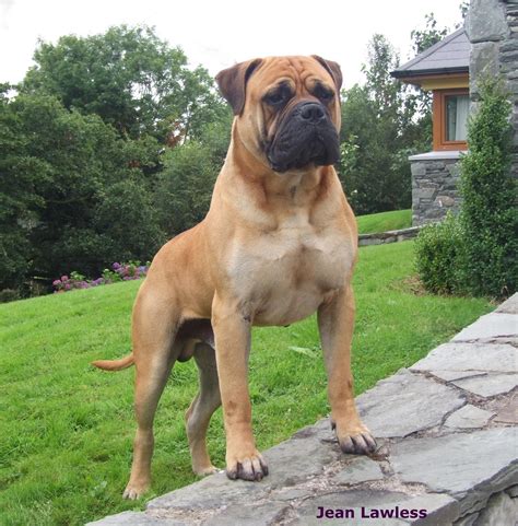 Bullmastiff | Bull mastiff, Dangerous dogs, Mastiff breeds