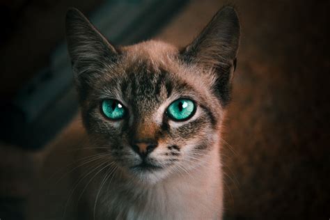 Webs best cute cat pictures updated constantly. Funny Cat Pictures | Download Free Images on Unsplash