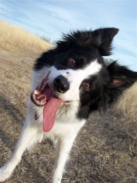 12 Signs You Are A Crazy Border Collie Person