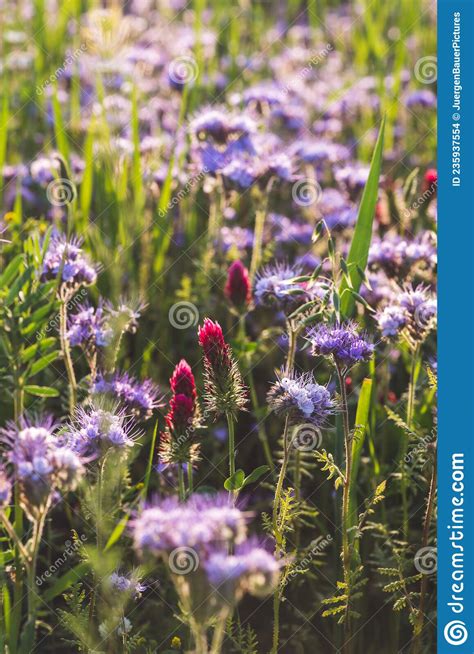 Colorful Flowering Herb Meadow With Purple Blooming Phacelia Orange