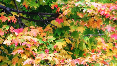 Beautiful Fall Scenery Wallpaper 49 Images