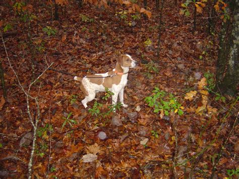 Characteristics Of The Best Squirrel Dog Breeds Great Days Outdoors