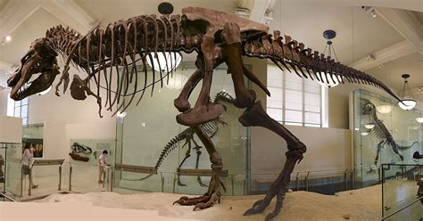 Louisville Fossils And Beyond Tyrannosaurus Rex Dinosaur Fossil