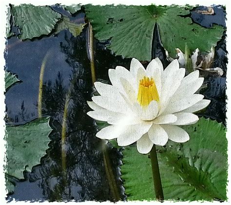 Water Lily Flowers Lillies River White Flowers Hd Wallpaper Peakpx