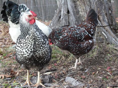 Silver Laced Wyandotte Speckled Sussex And Light Brahma Roo Light