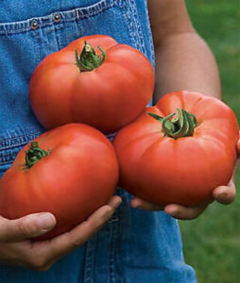 Huge Beefsteak Amish Tomato 2 Lb Heirloom 30 Seeds Premium Etsy
