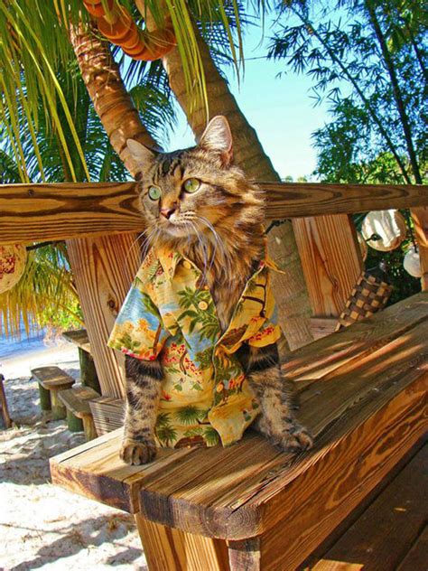 Ky's hawaiian shirts have various selections for men, women, and children. Cute Tropical Cat In Beach Shirt | The Humorous