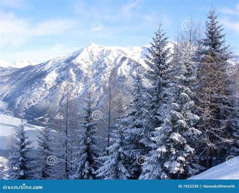 Snowy Fir Trees And Mountains Stock Photo Image Of Forest Crisp 7423338