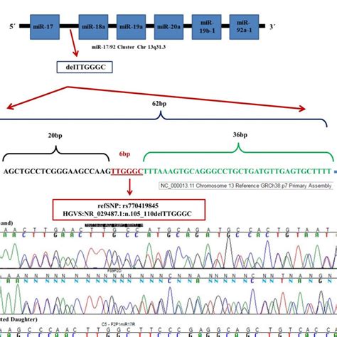 Location Genomic Context And Identification By Sanger Sequencing Of Download Scientific