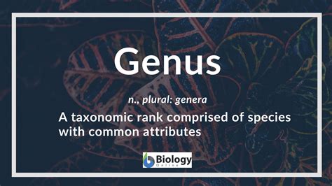 Genus - Definition and Examples - Biology Online Dictionary