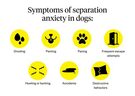 Dog Separation Anxiety Causes Symptoms And Treatments