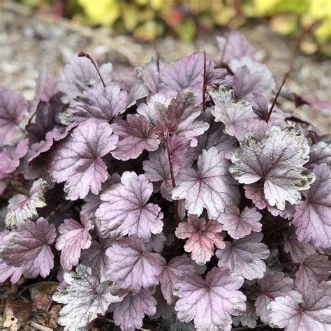 Heuchera Dolce Silver Gumdrop Buy Coral Bells Perennials Online