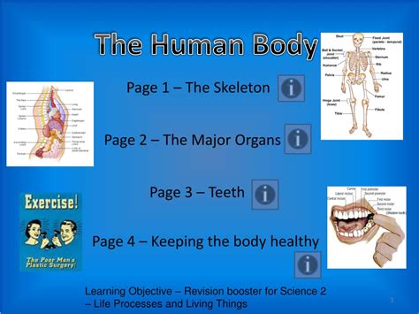 Ppt The Human Body Powerpoint Presentation Free Download Id6834491
