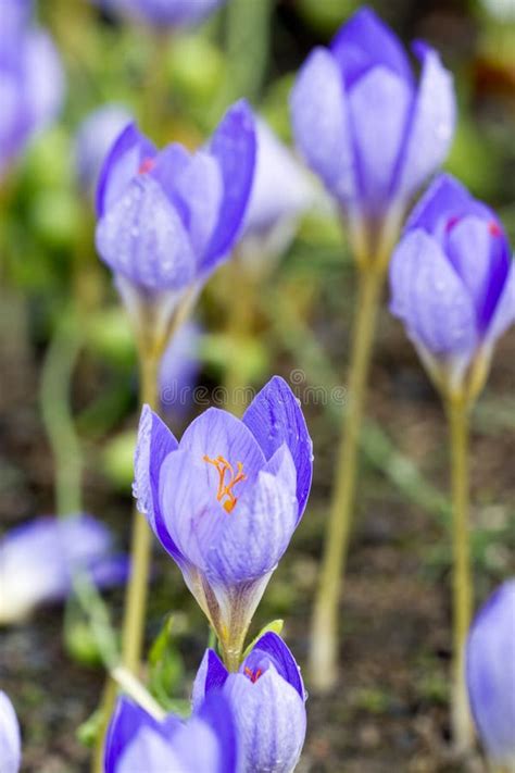 Spring Flower Crocus Stock Image Image Of Season Botany 23431579