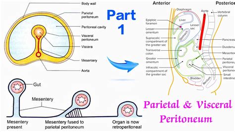 Peritoneum Anatomy Parietal And Visceral Peritoneum Part 1