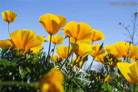 Mexican Poppies are one of the desert's hidden treasures, peeking out