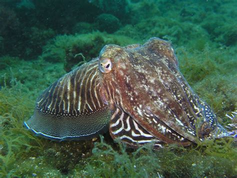 Free Images Animal Diving Wildlife Underwater Squid Fauna Coral