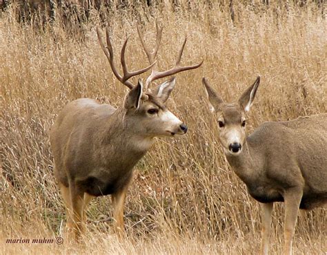 Dakotamule Deer Buck And Doe Photograph By Marion Muhm