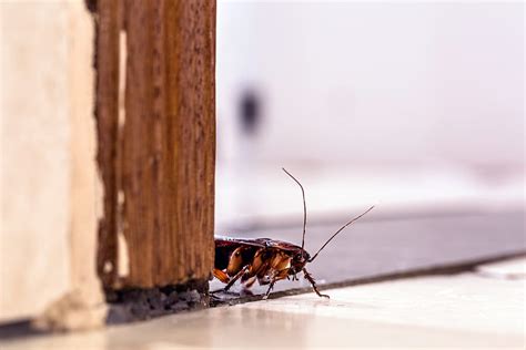 A New Years Resolution Keeping Pest Free Pest Proofing Your Home