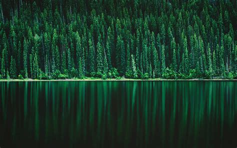 Download Wallpapers Forest Lake Green Trees Forest Beautiful Nature