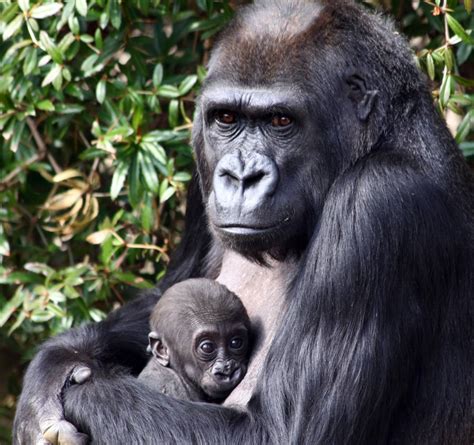 How The Western Lowland Gorilla Functions As An Umbrella Species One
