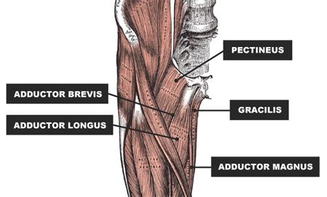 Groin Injury Comprehensive Recovery Guide Rugbystore Blog