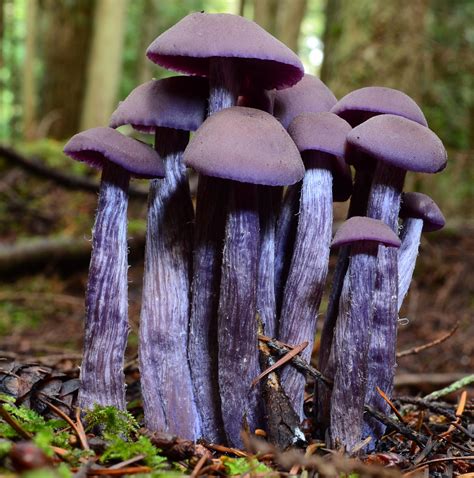 Mushroom Identification Kitsap Peninsula Mycological Society