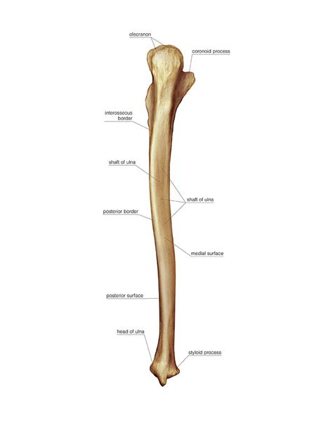Bones of the upper limb anatomy and. Ulna Bone Photograph by Asklepios Medical Atlas