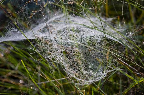 Spider Web On Grass Stock Photo