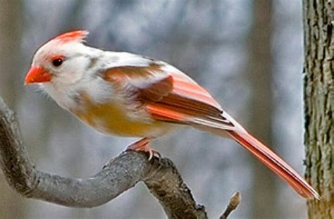 Pin By Summer Farris On Animal Oddities And Curiosities Birds Rare