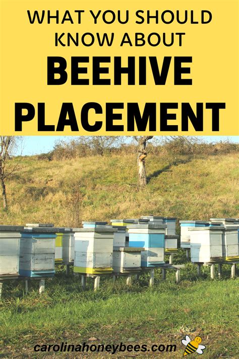 The world honey bee population is dwindling, so if you aspire to be a backyard beekeeper, now's the time. Finding the Best Location for Your Hive - Carolina ...
