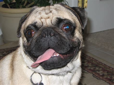 This Is The Cutest Pug In The World Pugs Pug Love Cute Pugs