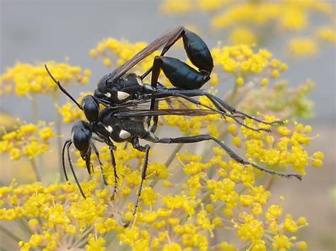 Mating Gold Marked Thread Waisted Wasps Eremnophila Aureonotata Bugguide