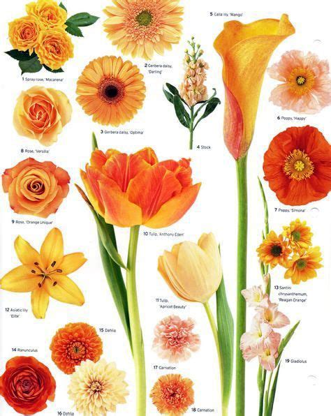 Different Types Of Flowers Drawing With Names The Meanings Of Flowers Expressed Through