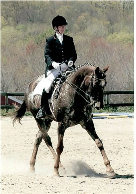 Maybe you would like to learn more about one of these? Deb Moynihan - Dressage Trainer in Waxhaw, North Carolina