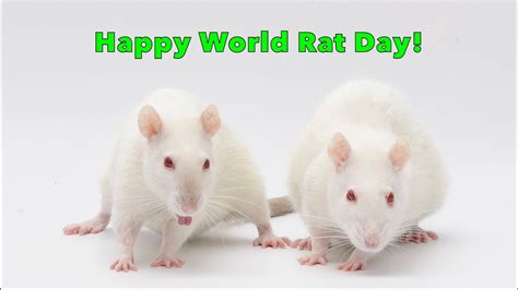 Happy World Rat Day Celebrating Some Fun Rat Anniversaries Youtube