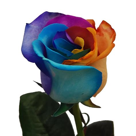 Wholesale Rainbow Roses Custom Colors ᐉ Bulk Rainbow Roses Custom