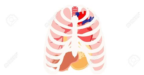 Organs Within Ribcage Rib Cage Lungs Heart Liver Stomach Iinternal
