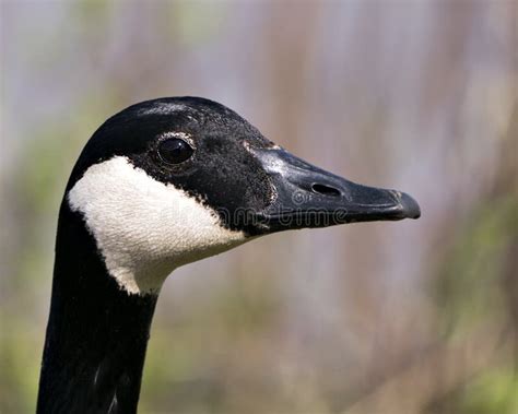 434 Canada Goose Head Close Up Stock Photos Free And Royalty Free Stock