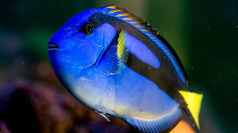 When i was young, my father used to take me to chinese restaurants and among other chinese dishes, i got to taste this kind of fish. Fears 'Finding Dory' pet demand could threaten Royal Blue ...