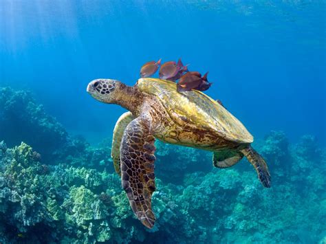 Working Together To Save Hawaiis Turtles Nature And Wildlife Discovery
