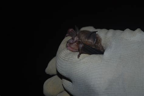 Bat Conservation Trust ‘living With Villagers For Bat Conservation In