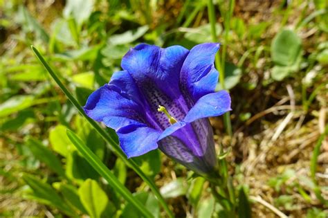 Gentian Flower Plant Blue Free Photo On Pixabay Pixabay
