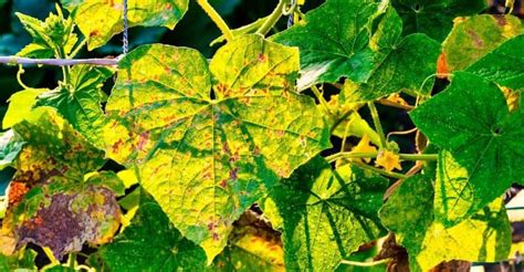 Why Your Cucumber Leaves Turning Yellow And How To Fix It