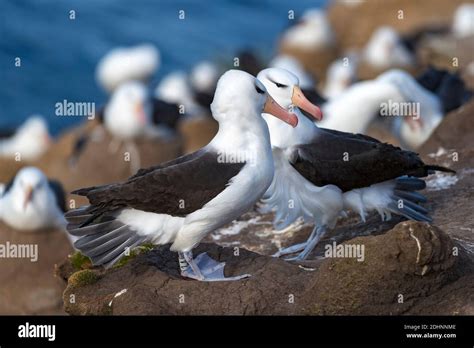 Breeding Pair Of Black Browed Albatross Thalassarche Melanophrys Saunders Island The